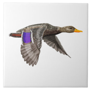Azulejo Pato mallard en vuelo