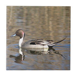 Azulejo Pato Rabudo Nada En Un Estanque