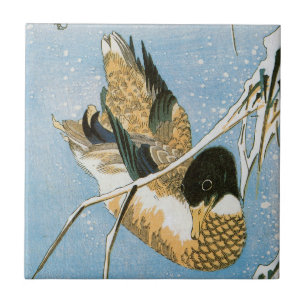 Azulejo Pato salvaje nadando entre juncos cargados de niev
