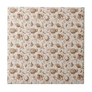 Azulejo Patrón Costero de Toile de Conchas Antiguas (2)