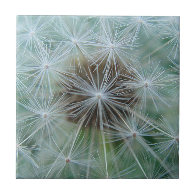 Azulejo Patrón de diente de león blanco (Frente)