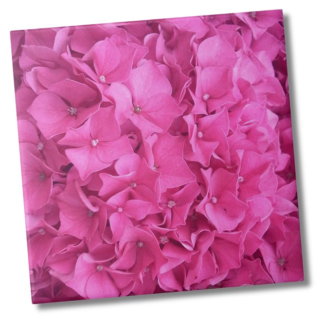 Azulejo Patrón de flores rosadas de Hydrangea (Trendy Bright Magenta Pink Hydrangea Flower Floral Ceramic Tile)
