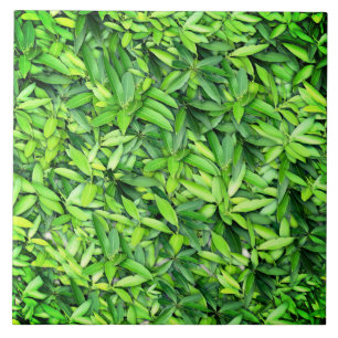 Azulejo Patrón de hojas verdes frondosas - Naturaleza Botá