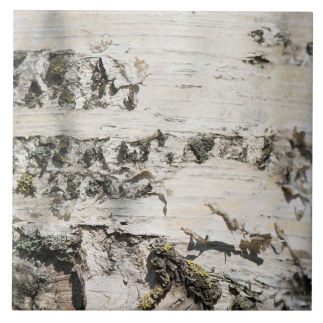 Azulejo Patrón de la corteza de Birch (Frente)