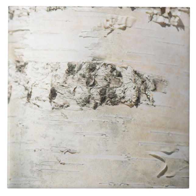 Azulejo Patrón de la corteza de Birch (Frente)