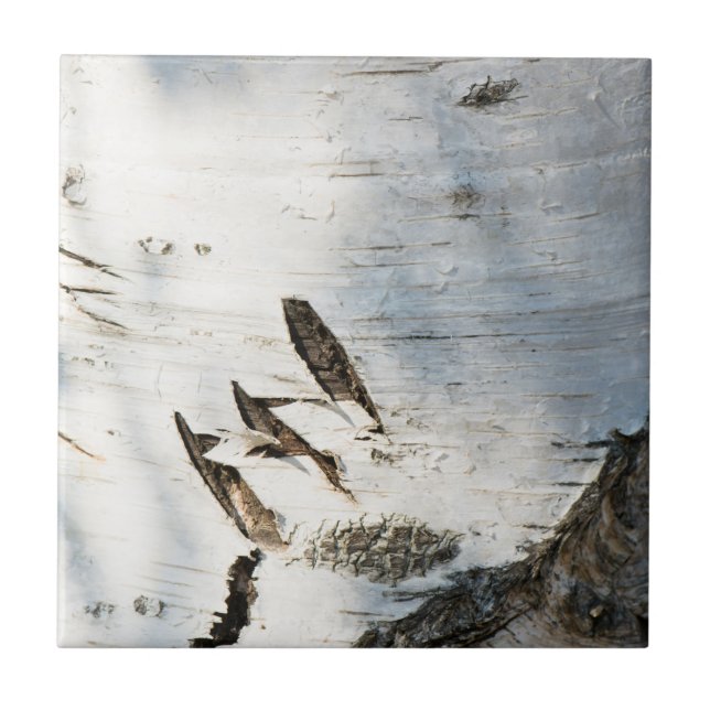 Azulejo Patrón de la corteza de Birch (Frente)