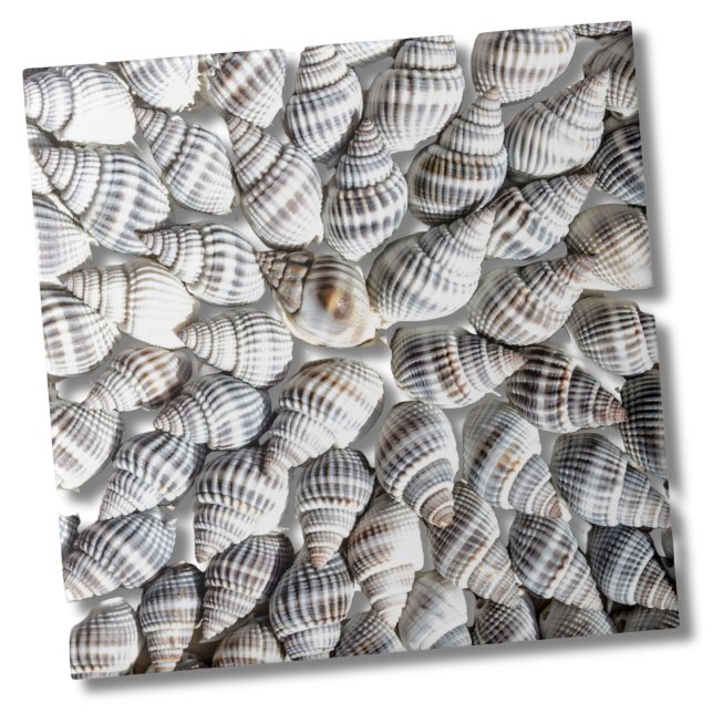 Azulejo Patrón de la cubierta marina costera (Abstract Seashell Starburst Nautical Beach House Ceramic Tile)