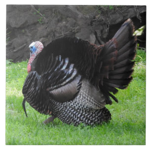 Azulejo Pavo macho mostrando plumas de la cola de cerca