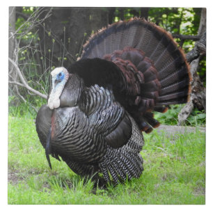 Azulejo Pavo macho mostrando plumas de la cola en primer p