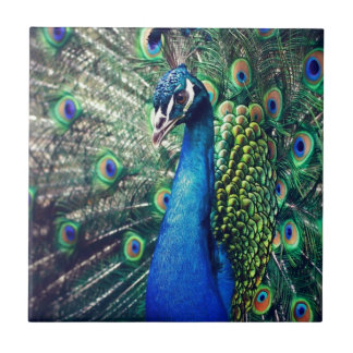 Azulejo pavo real