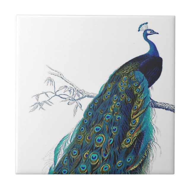 Azulejo Pavo real azul con hermosas plumas de cola (Frente)