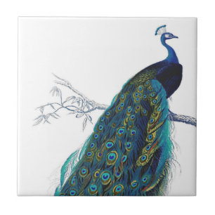Azulejo Pavo real azul con las plumas de cola hermosas