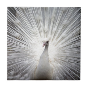 Azulejo Pavo real blanco hermoso