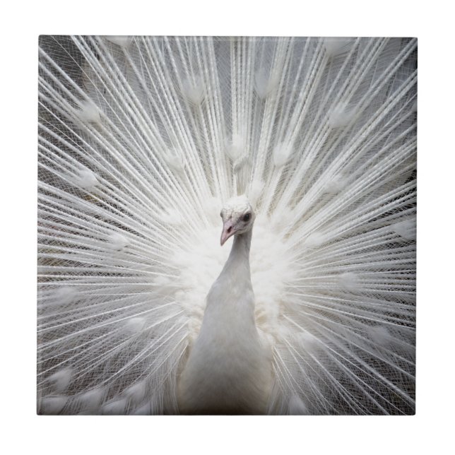 Azulejo Pavo real blanco hermoso (Frente)