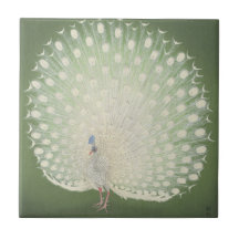 Pavo real blanco japonés del Bello Artes el | del