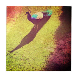 Azulejo Pavo real con problemas de cosecha en césped verde