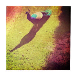 Azulejo Pavo real con problemas de cosecha en césped verde