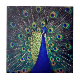 Azulejo Pavo real del azul de cobalto