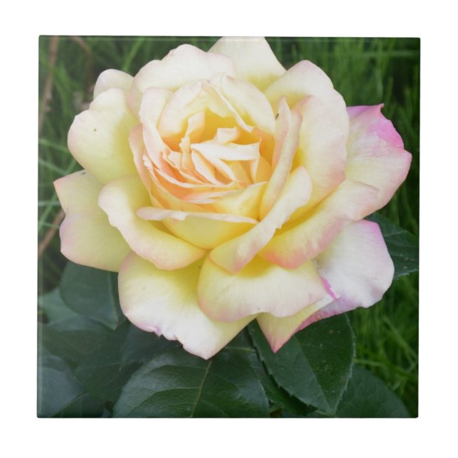 Azulejo Paz subió (Frente)