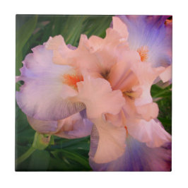 Azulejo Peach y Purple Iris Mejorados