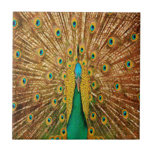 Azulejo Peacock Bird Fethers