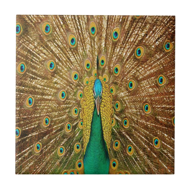Azulejo Peacock Bird Fethers (Frente)