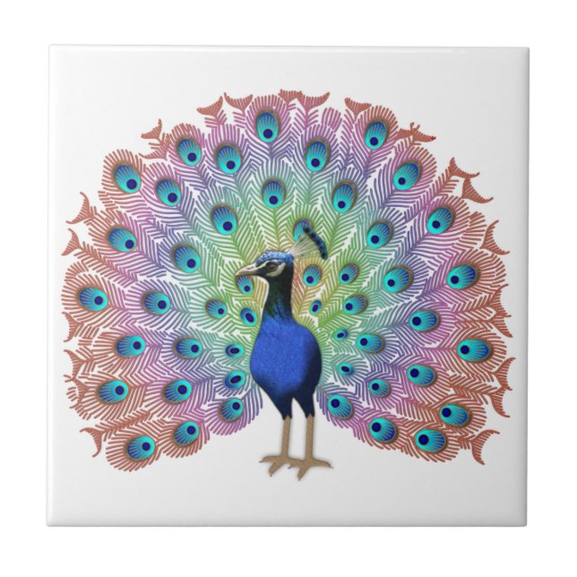 Azulejo Peacock colorido (Frente)