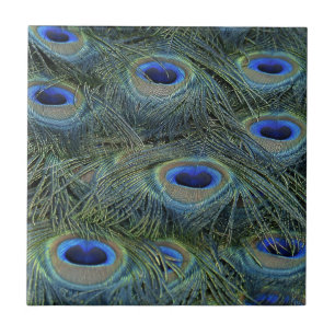 Azulejo Peacock Feathers