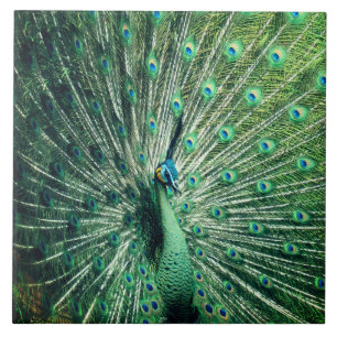 Azulejo Peacock Strut