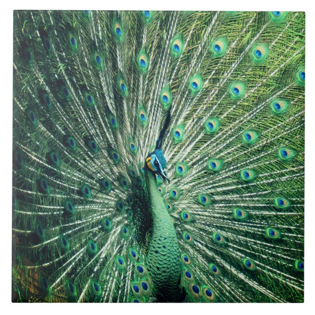 Azulejo Peacock Strut (Frente)