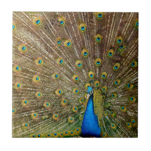 Azulejo Peacock Tail Feathers