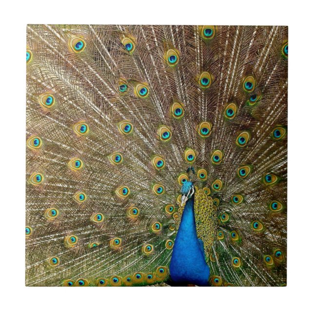 Azulejo Peacock Tail Feathers (Frente)