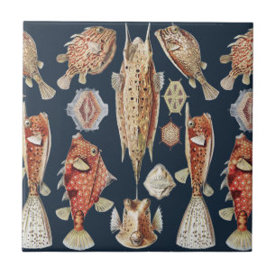 Azulejo Peces Tropicales Ostraciontes de Haeckel Arte de l