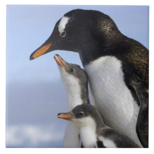 Azulejo Península Antártica, Puerto Neko, Pingüino de Gent