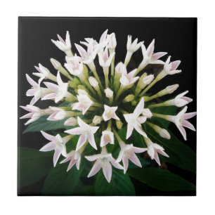 Azulejo Pentas Blanca