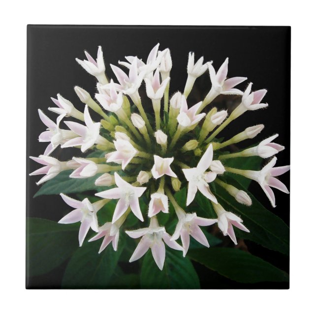 Azulejo Pentas blancas (Frente)