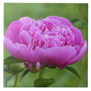 Azulejo Peony rosado