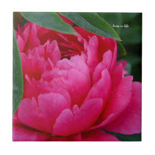 Azulejo Peony rosado de Bashful