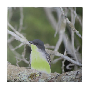 Azulejo Pequeña Mosaica De Cerámica De Aves