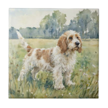 Pequeño Basset Griffon Vandeen - PBGV
