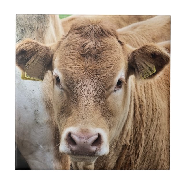 AZULEJO PEQUEÑO CALF (Frente)
