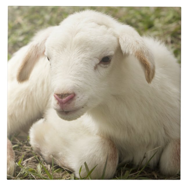 Azulejo Pequeño chico lindo (Frente)