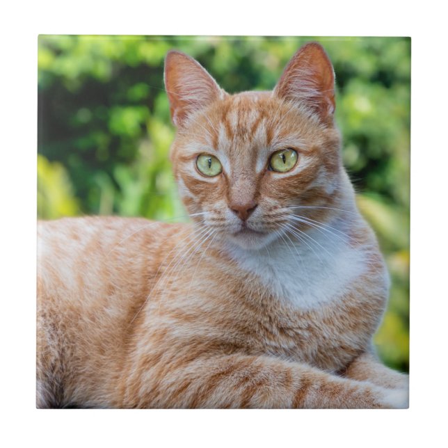 Azulejo Pequeño gatito dulce (Frente)