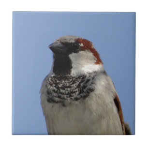 Azulejo Pequeño pájaro chiflado