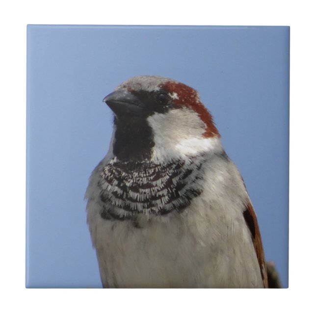 Azulejo Pequeño pájaro chiflado (Frente)