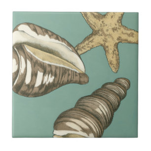 Azulejo Pequeño trío de conchas en Verde azulado