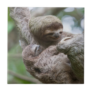 Azulejo Perezoso bebé con madre colgando de un árbol