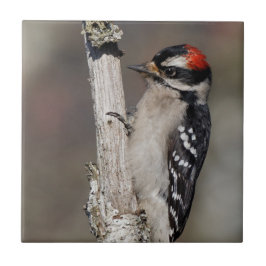 Azulejo Perfil de un pájaro carpintero macho