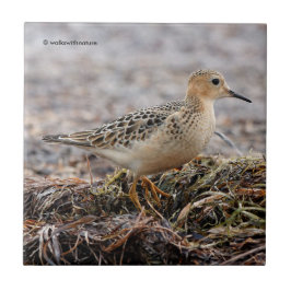 Azulejo Perfil de un Sandpiper con el pecho descubierto en