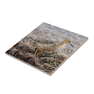Azulejo Perfil de un Sandpiper con el pecho descubierto en